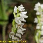 Goodyera repens Цветок