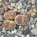 Lithops dorotheae Kéreg