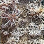 Tephrocactus articulatus 整株植物