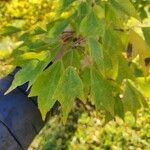 Acer buergerianum 葉