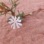 Silene villosa Flower