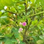 Mimosa diplotricha Fiore
