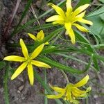 Gagea villosa Flower