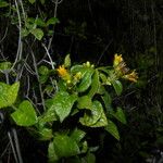 Calea prunifolia Kukka