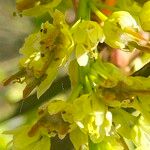 Acer macrophyllum Квітка