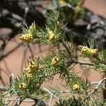 Pinus edulis Hoja