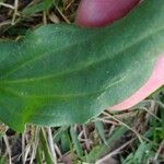 Plantago rugelii Folha