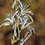 Chlorogalum angustifolium Blüte