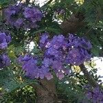 Jacaranda mimosifoliaFlower