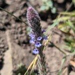 Verbena lasiostachys Flor