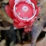 Cytinus ruber Λουλούδι