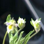 Viola kitaibeliana Fiore