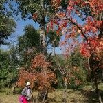 Acer buergerianum Habitus