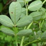 Hippocrepis emerus Blad