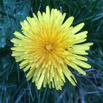 Taraxacum officinaleFlower