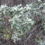Eriophyllum stoechadifolium Fiore