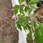 Geranium reuteri Hostoa