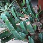 Euphorbia resinifera Hàbitat