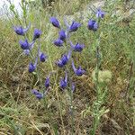 Delphinium peregrinum Хабит