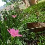 Zephyranthes roseaFlors