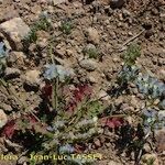 Limonium lobatum Natur