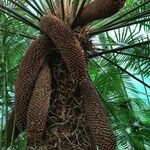 Cycas rumphii Fruto