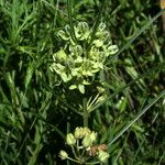 Asclepias stenophylla Květ