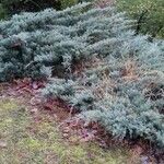 Juniperus horizontalis आदत