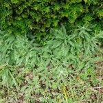 Achillea crithmifolia Lapas