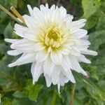 Dahlia × hortensis GuillauminÇiçek