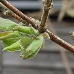 Kolkwitzia amabilis Leaf