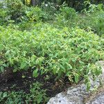 Croton monanthogynus Hábito