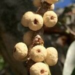 Ficus salicifolia Frutto