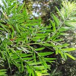 Afrocarpus falcatus Leaf