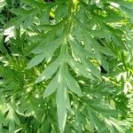 Cosmos sulphureus Leaf