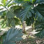 Artocarpus altilis Blad