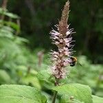 Comanthosphace stellipila Blomma