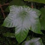 Cecropia insignis Hoja