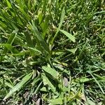 Pain in the assamus grassamusFuelha