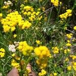 Vogtia annua Likasa
