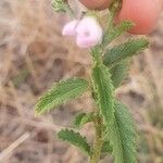 Hibiscus micranthus Blatt