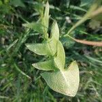 Taraxacum dissectumFeuille