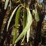 Populus euphratica Yaprak