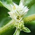 Alternanthera sessilis Квітка