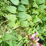 Vicia dumetorum Leaf