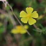 Fumana thymifolia Flor