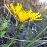 Leontodon tuberosus Blomst