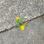 Packera glabella 花