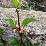 Scrophularia trifoliata Fula