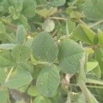 Medicago rigidula ഇല